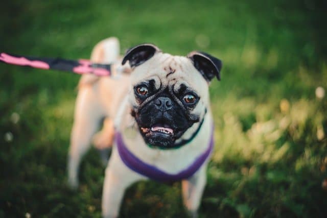 Ethical dog breeders often breed a pug like this
