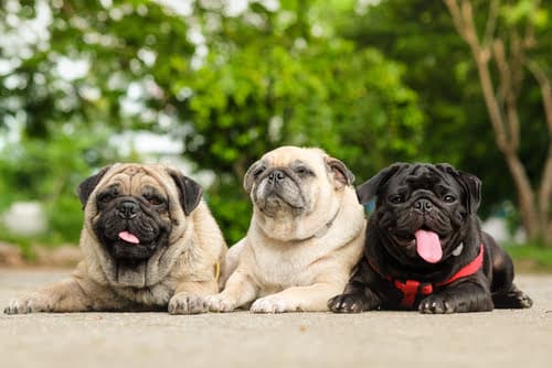 Three Pug dogs rest outdoors.