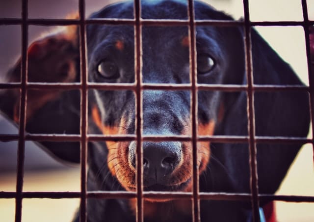 purebreds like this Dachshund are more likely to be stolen by dog theft syndicates