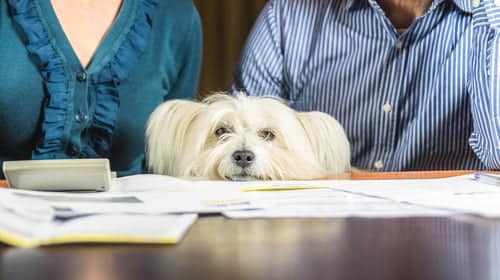 pet dog sits between couple working out pet prenup documents