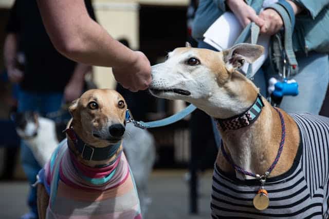 In a bustling crowd, two playful greyhound dogs wearing striped shirts joyfully interact with a person.