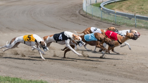 Greyhounds in numbered vests race on a dirt track in NZ