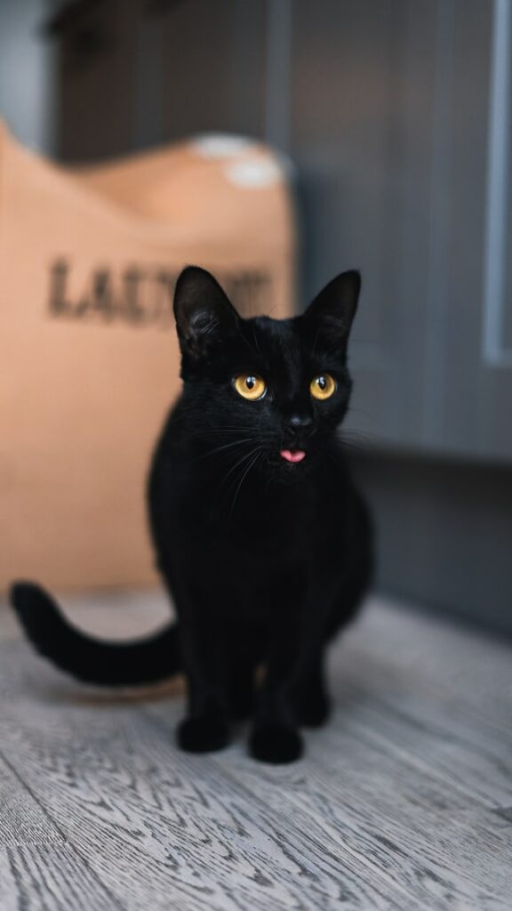 black cat on wooden bench