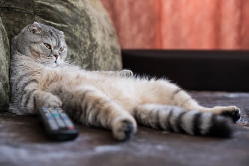 lazy grey cat lying on couch with TV remote