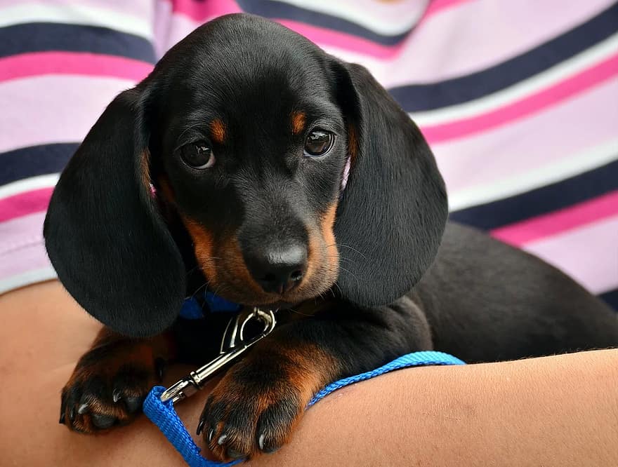 The Dachshund is small and easy to carry.