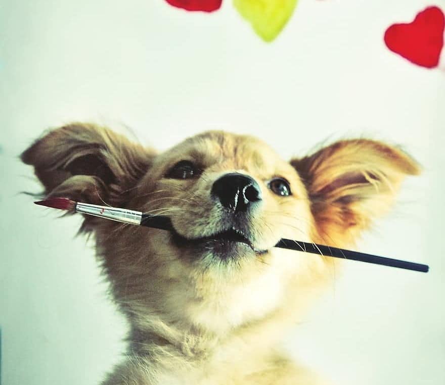 a puppy paints his own cat art canvas.