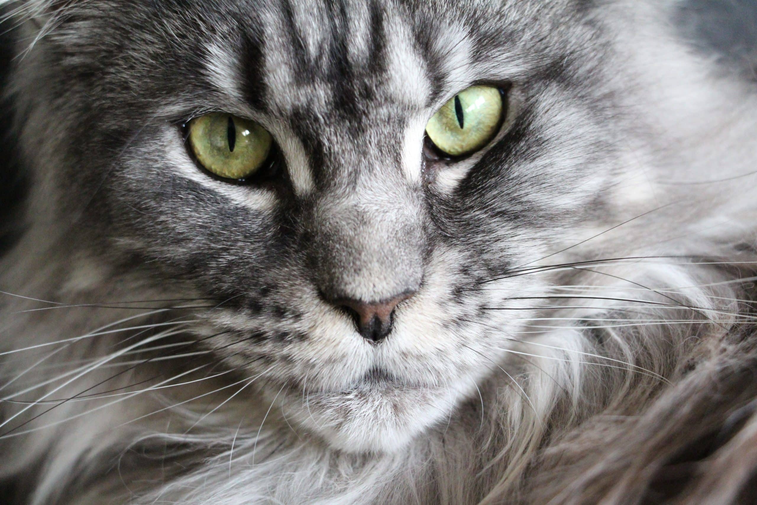 Like this one, Maine Coon cats are generally strong and healthy.