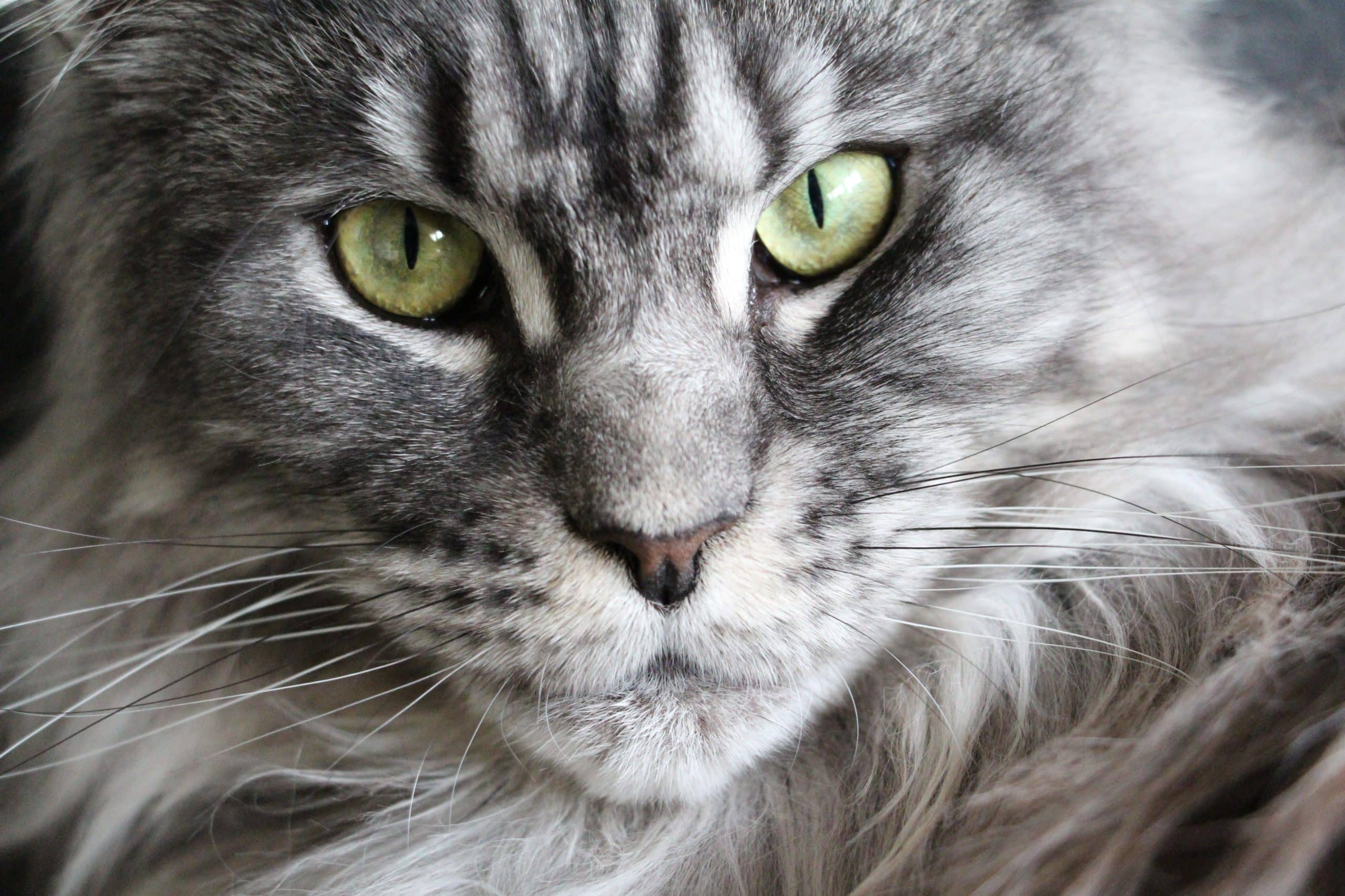 White And Grey Maine Coon