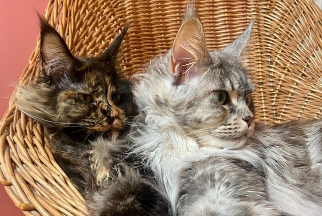 A pair of Maine Coon cats snuggle