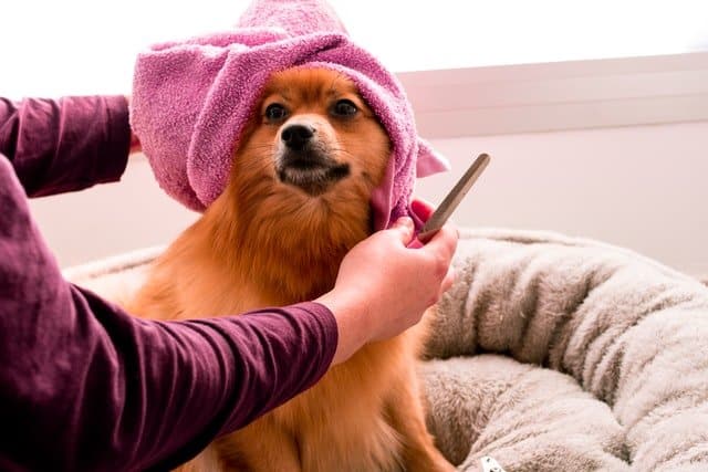 pampered pet toy pom at dog groomer