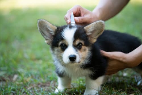 corgi puppy having flea treatment applied