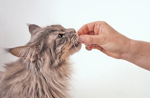 A hand gently pets a long-haired grey cat on its face as it purrs contentedly, perhaps dreaming of its favorite homemade cat treats.