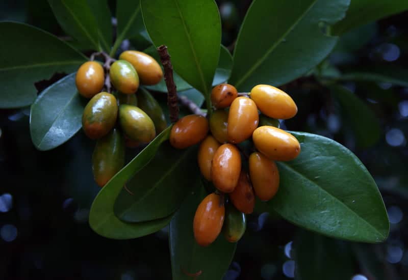 Karaka berries are poisonous to dogs