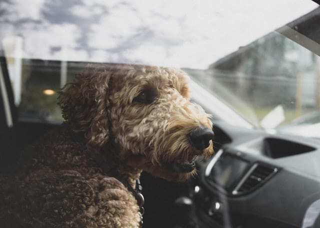 don't leave dogs in hot cars like this
