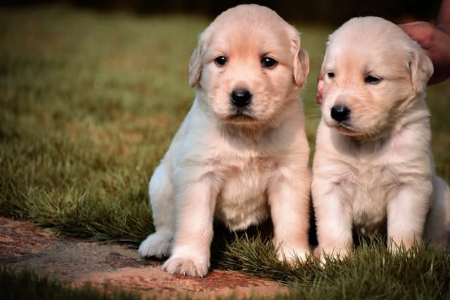 hip dysplasia in dogs can affect these young pups without being symptomatic puppies li