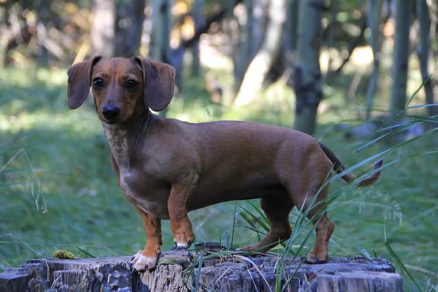 Brown Dachshund - their long backs make them susceptible to IVDD