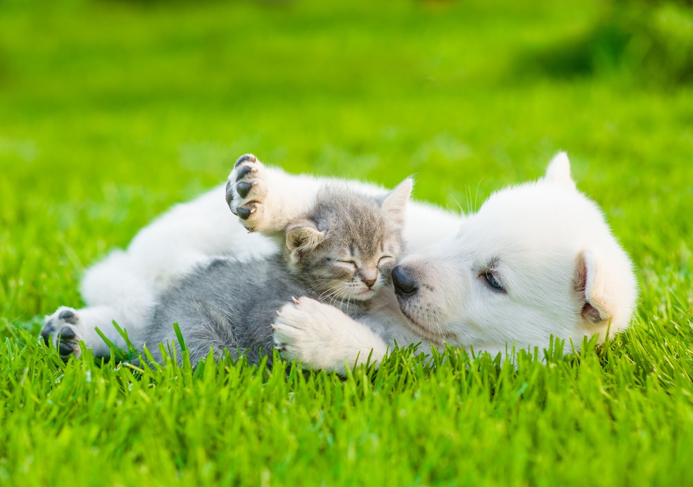 Is dog insurance worth it - this pup thinks yes!