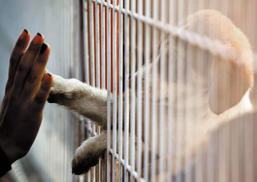 Kiwi pet owner gives up pet for adoption