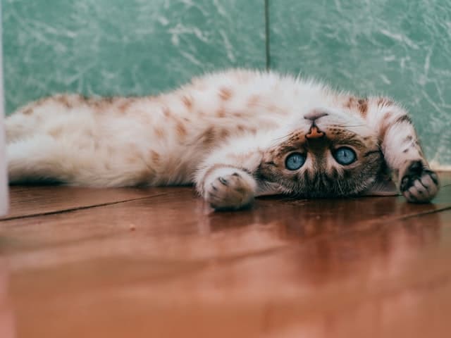 bengal cat lying on back with paws in the air