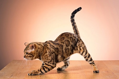 a golden-bengal-cat-brown