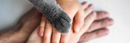pets and family hands - hands and cat paw piled on top of each other