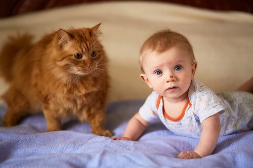 A baby in a onesie lies on a purple blanket while a fluffy orange cat sits nearby, showcasing the adorable interaction between cats and babies.