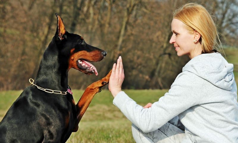  dog breed health problems for Doberman Pinschers include DCM