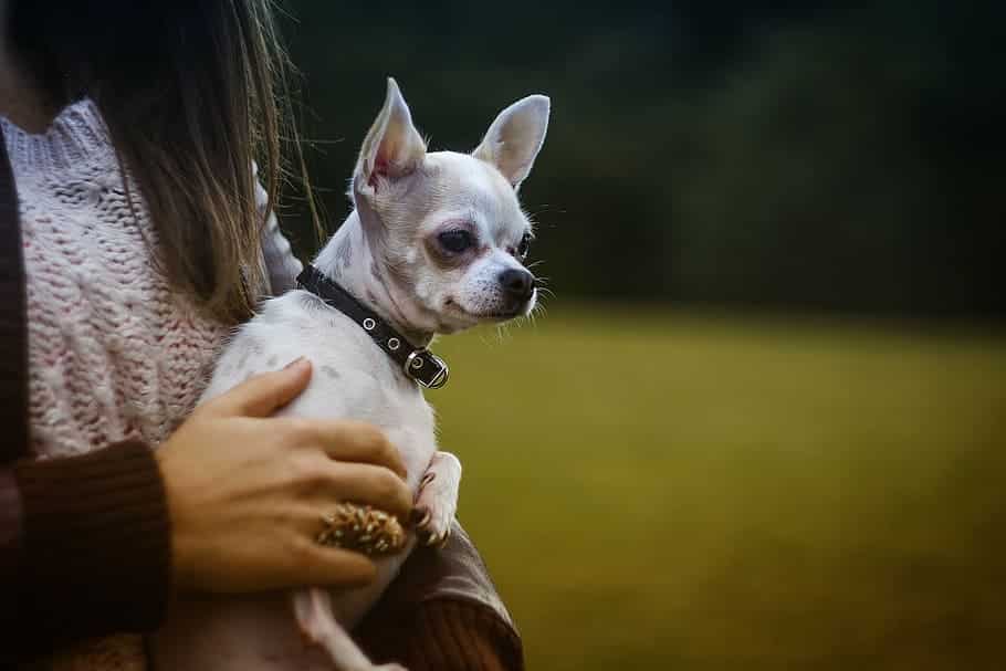 Chihuahua dog breed health problems include breathing issues
