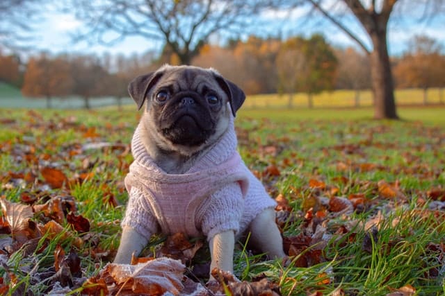 Pugs can have breathing difficulties