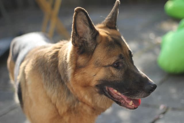dog breed health problems in German Shepherds include hip dysplasia