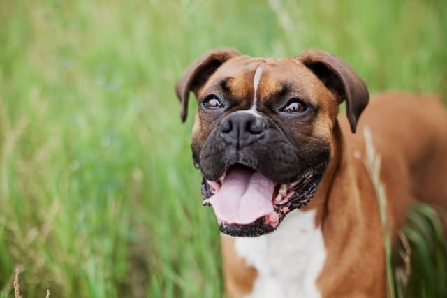 Boxer dog breed should be safeguarded against cancers