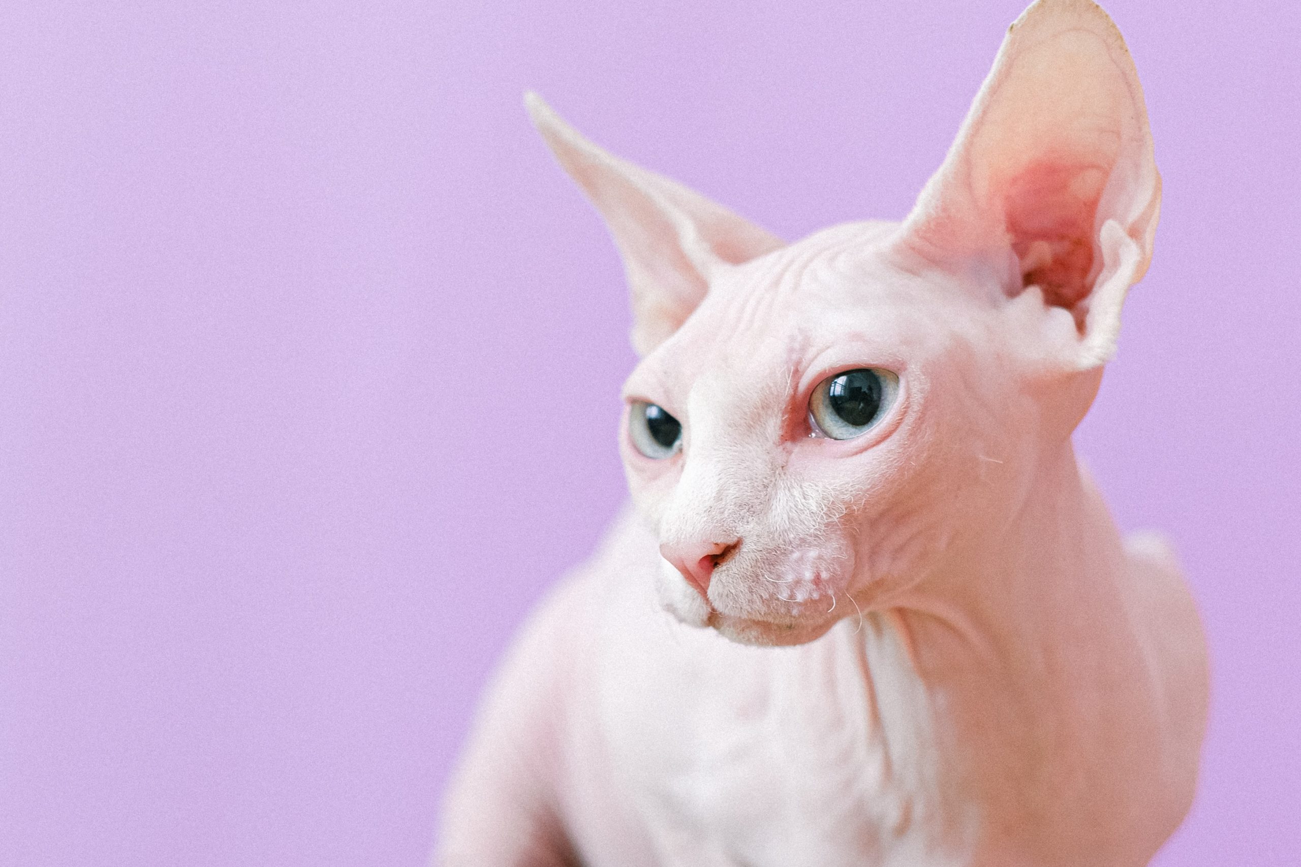 Hairless Sphynx cat with blue eyes stares to the left in front of a purple backdrop.