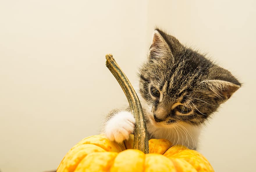 Halloween and pet fun can include tasty treats