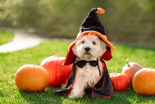 A dog in a Halloween pet costume sits alongside a pile of pumpkins