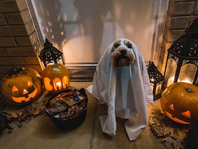 A dog wears a Halloween costume and is surrounded by jack-o-lanterns