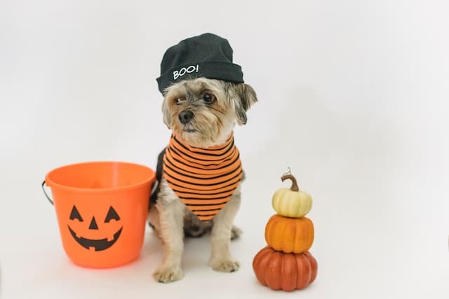 A little dog gets dressed up for Halloween pet fun