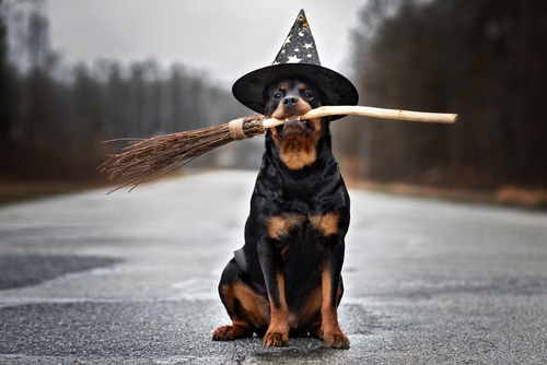 Rottweiler wears a non restrictive dog Halloween outfit for dog trick or treating