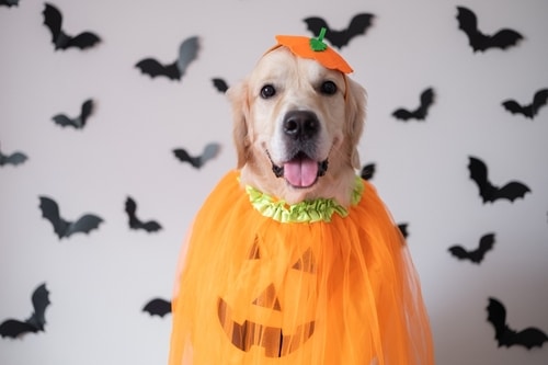 dog wears a Halloween outfit for or dog trick or treating