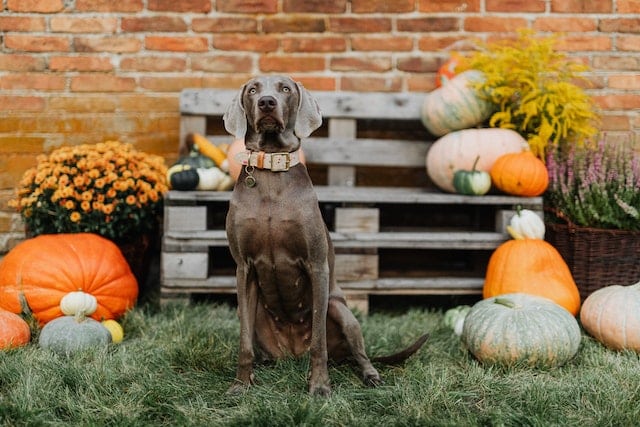 A pup portrait with pumpkins, maybe he's going dog trick or treating soon. 