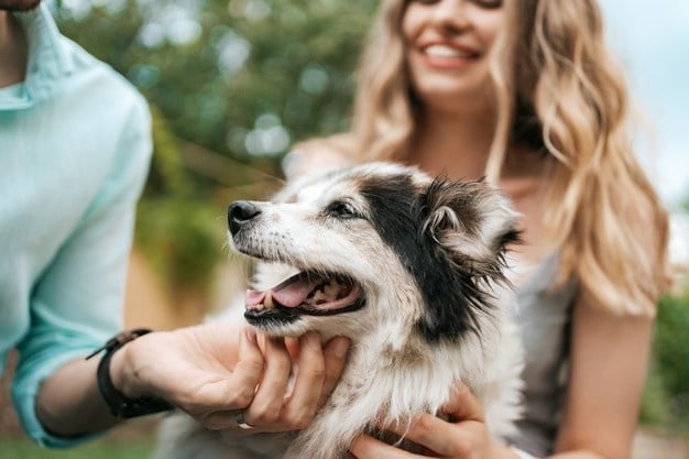 older dogs for adoption can make the best of pets