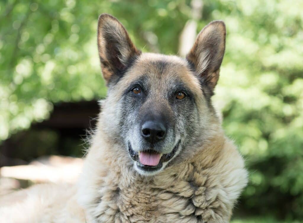 older dogs for adoption are often already house trained