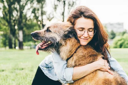 older dogs for adoption in nz can bring joy
