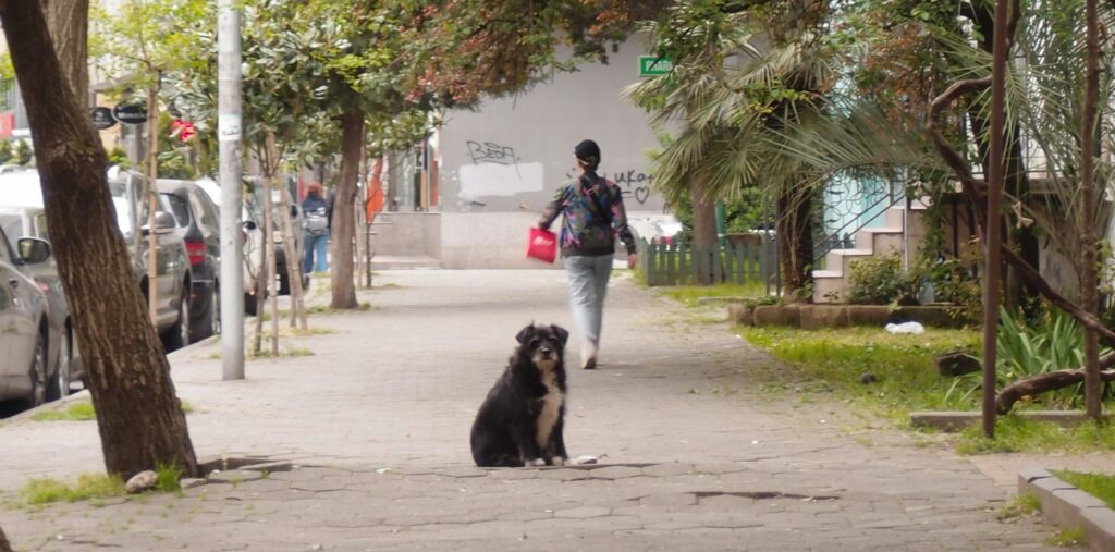 A chubby pooch sits tiredly on a sidewalk, waiting for it's owner to call it.