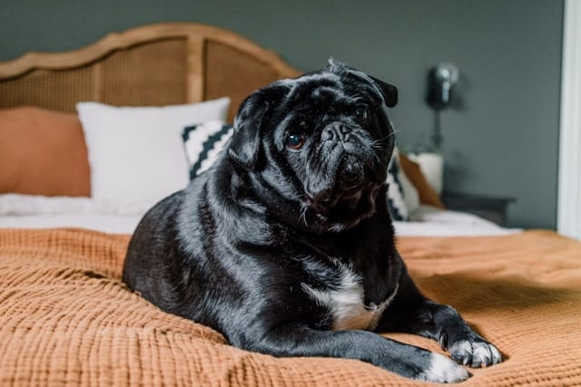 A black pug with a white chest is lounging on a brown bedspread