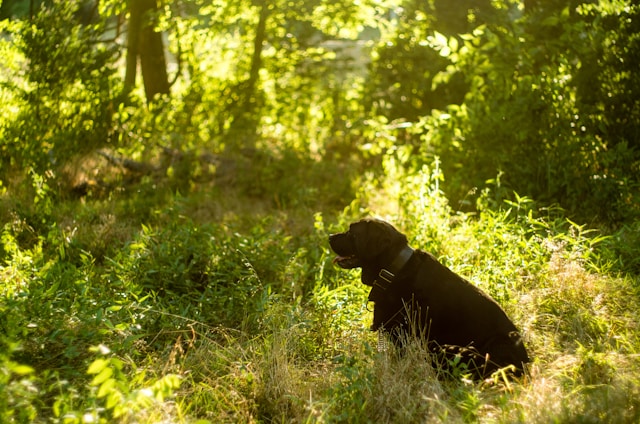 An overweight Labrador is one of many pets that are facing potential health risks from the added kilos