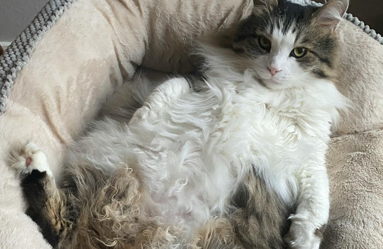 An overweight cat lounges on a daybed