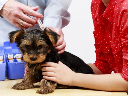 yorkie pet dog getting vaccinations