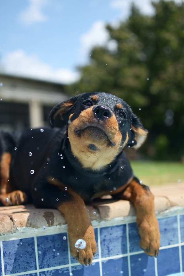 rottweiler puppy splashing water in pool