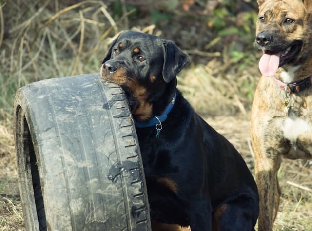 rottweilder dog holding huge tyre in mouth
