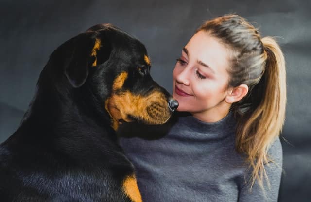 Gentle rottweiler 2025